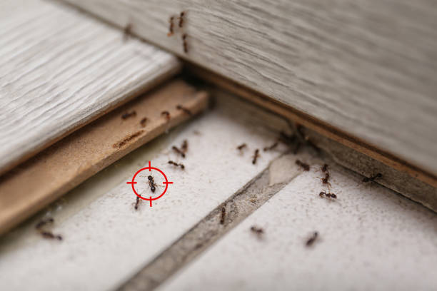 Best Affordable Pest Control Services  in Newark, CA